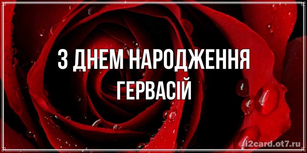 Открытка на каждый день з підписом, Гервасій З Днем народження крупная бордовая роза Прикольна листівка з побажанням онлайн скачати безкоштовно 