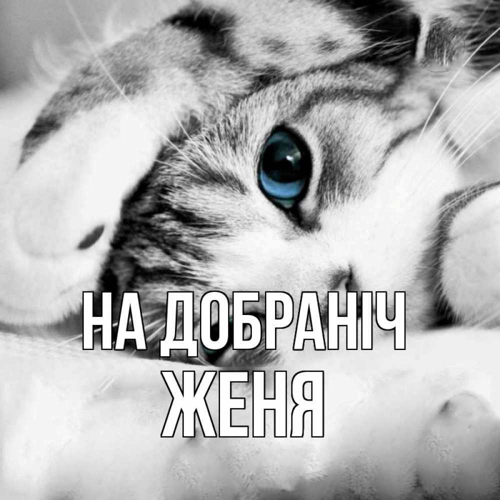 Открытка на каждый день з підписом, Женя На добраніч кот устал Прикольна листівка з побажанням онлайн скачати безкоштовно 