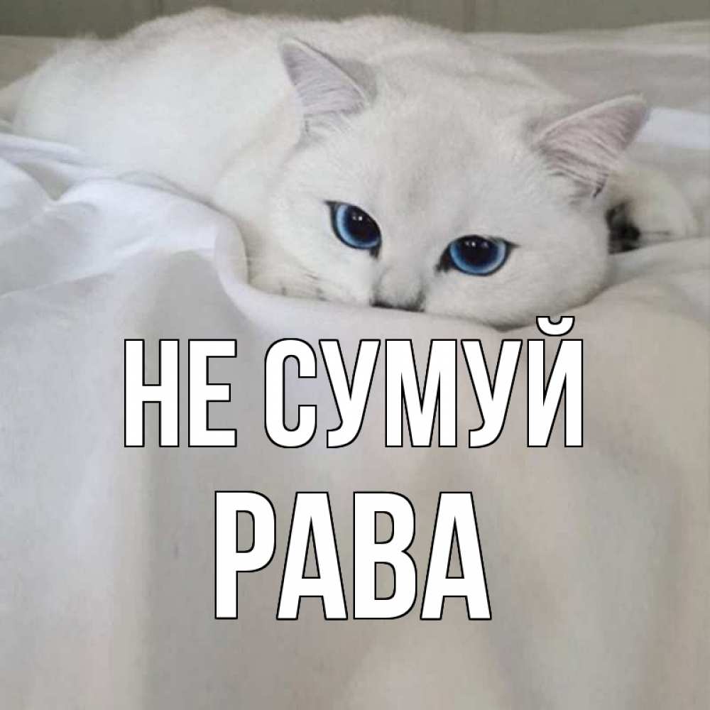 Открытка на каждый день з підписом, Рава Не сумуй белый кот с голубыми глазами на белоснежной кровати Прикольна листівка з побажанням онлайн скачати безкоштовно 