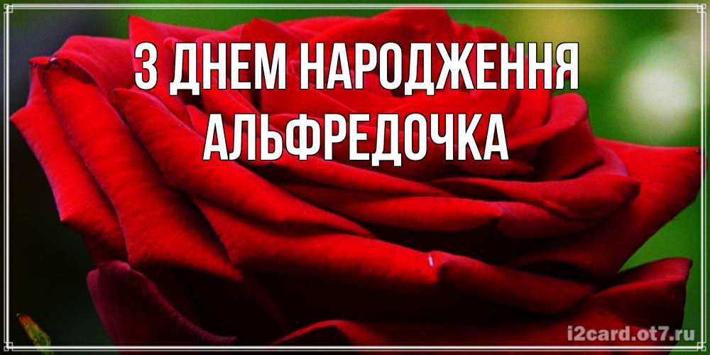 Открытка на каждый день з підписом, Альфредочка З Днем народження розочка очень красивая Прикольна листівка з побажанням онлайн скачати безкоштовно 