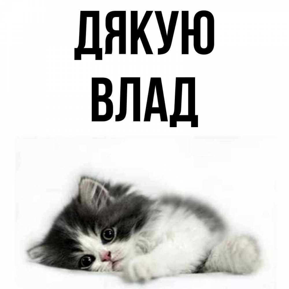Открытка на каждый день з підписом, Влад Дякую черный и белый кот Прикольна листівка з побажанням онлайн скачати безкоштовно 