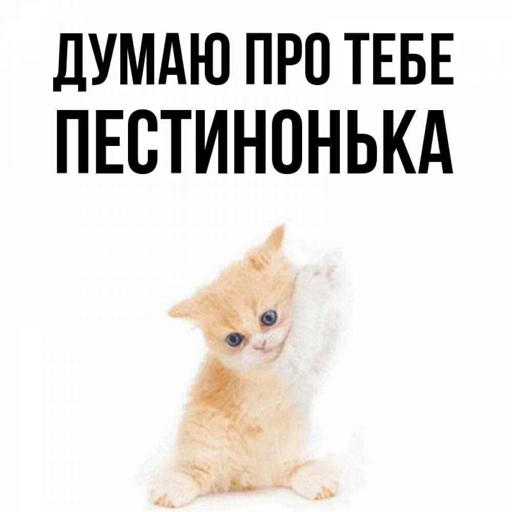 Открытка на каждый день з підписом, Пестинонька Думаю про тебе зверушки и милота Прикольна листівка з побажанням онлайн скачати безкоштовно 