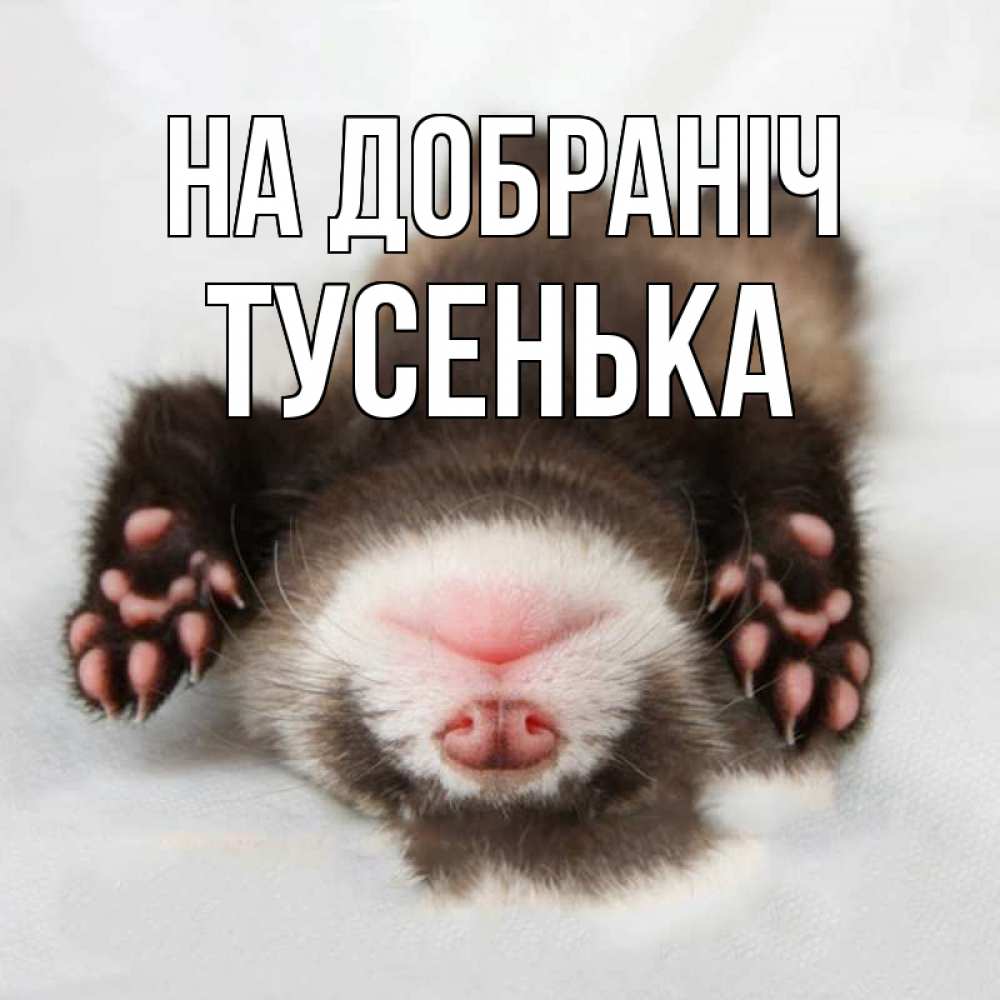 Открытка на каждый день з підписом, Тусенька На добраніч зверек Прикольна листівка з побажанням онлайн скачати безкоштовно 