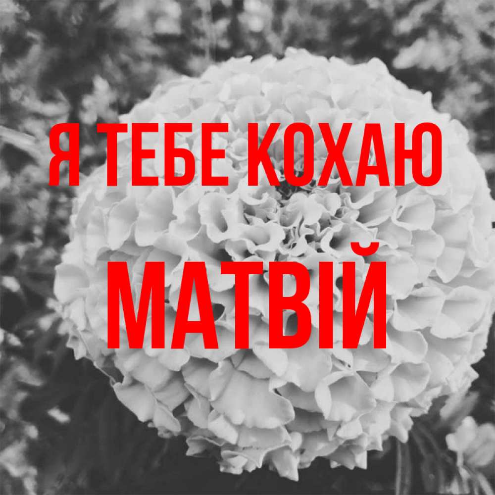 Открытка на каждый день з підписом, Матвій Я тебе кохаю подпись Прикольна листівка з побажанням онлайн скачати безкоштовно 