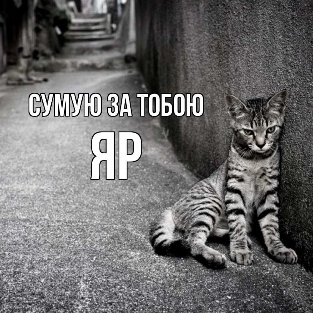 Открытка на каждый день з підписом, Яр Сумую за тобою одиноко котику Прикольна листівка з побажанням онлайн скачати безкоштовно 