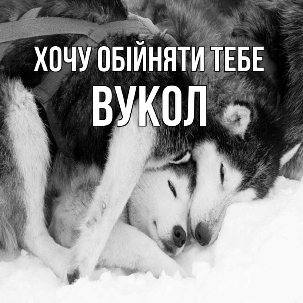 Открытка на каждый день з підписом, Вукол Хочу обійняти тебе собачки в упряжке Прикольна листівка з побажанням онлайн скачати безкоштовно 