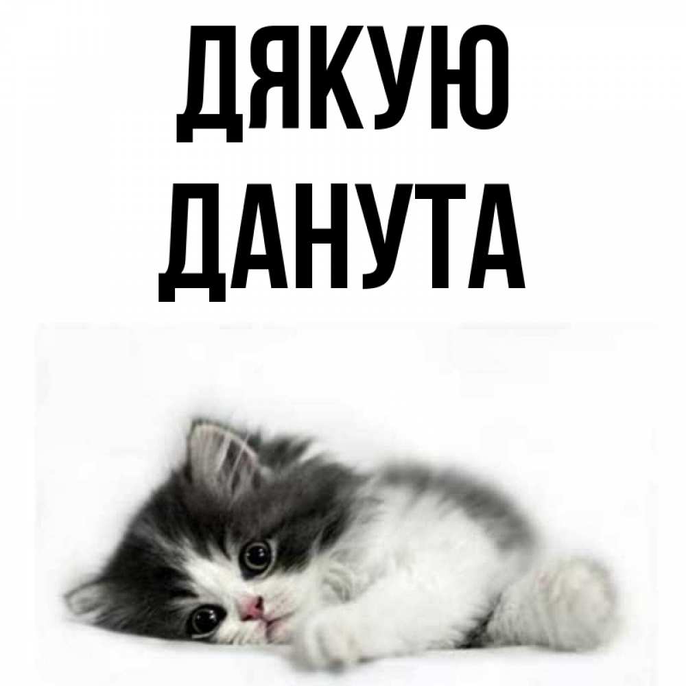 Открытка на каждый день з підписом, Данута Дякую черный и белый кот Прикольна листівка з побажанням онлайн скачати безкоштовно 