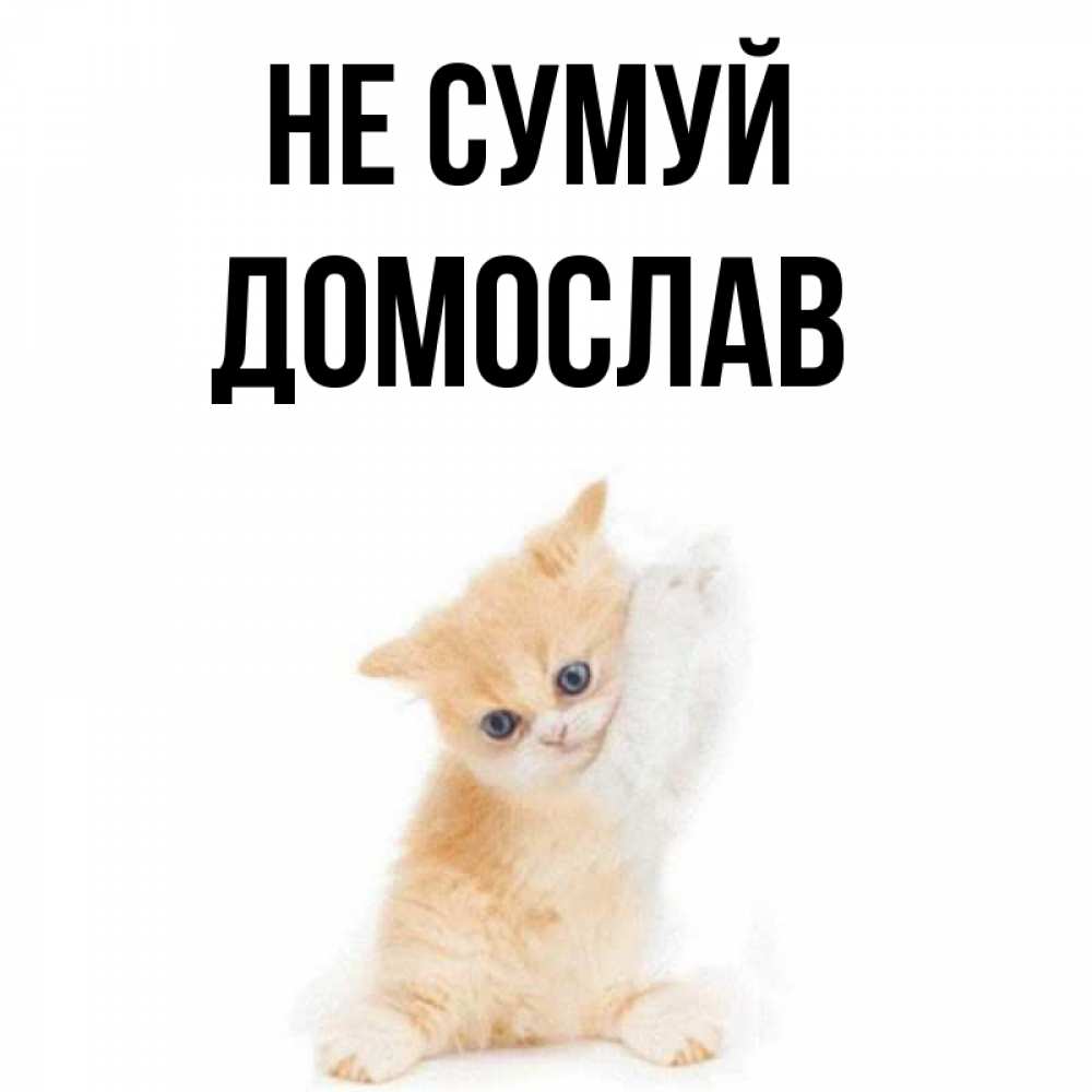 Открытка на каждый день з підписом, Домослав Не сумуй просящий кот Прикольна листівка з побажанням онлайн скачати безкоштовно 