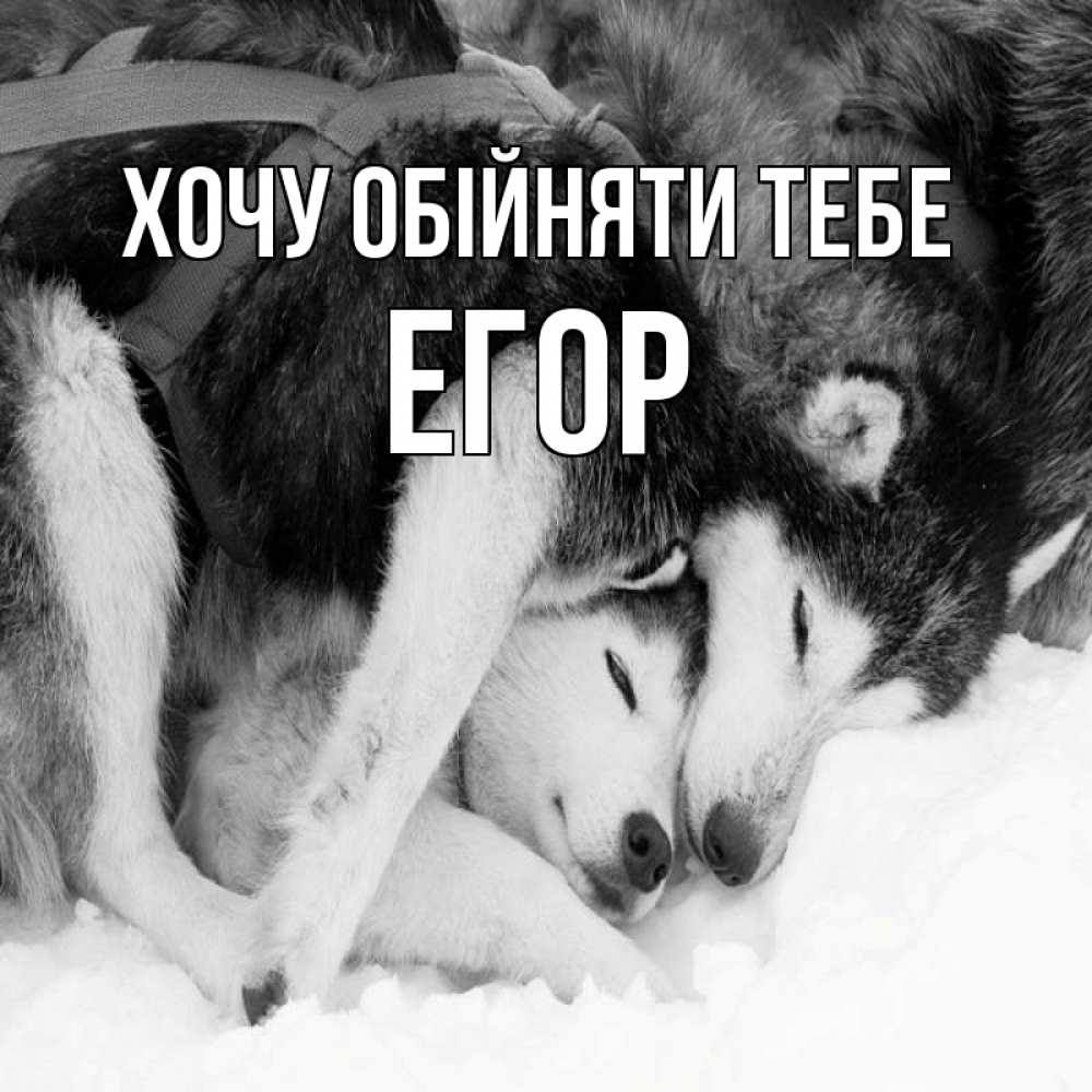 Открытка на каждый день з підписом, Егор Хочу обійняти тебе собачки в упряжке Прикольна листівка з побажанням онлайн скачати безкоштовно 