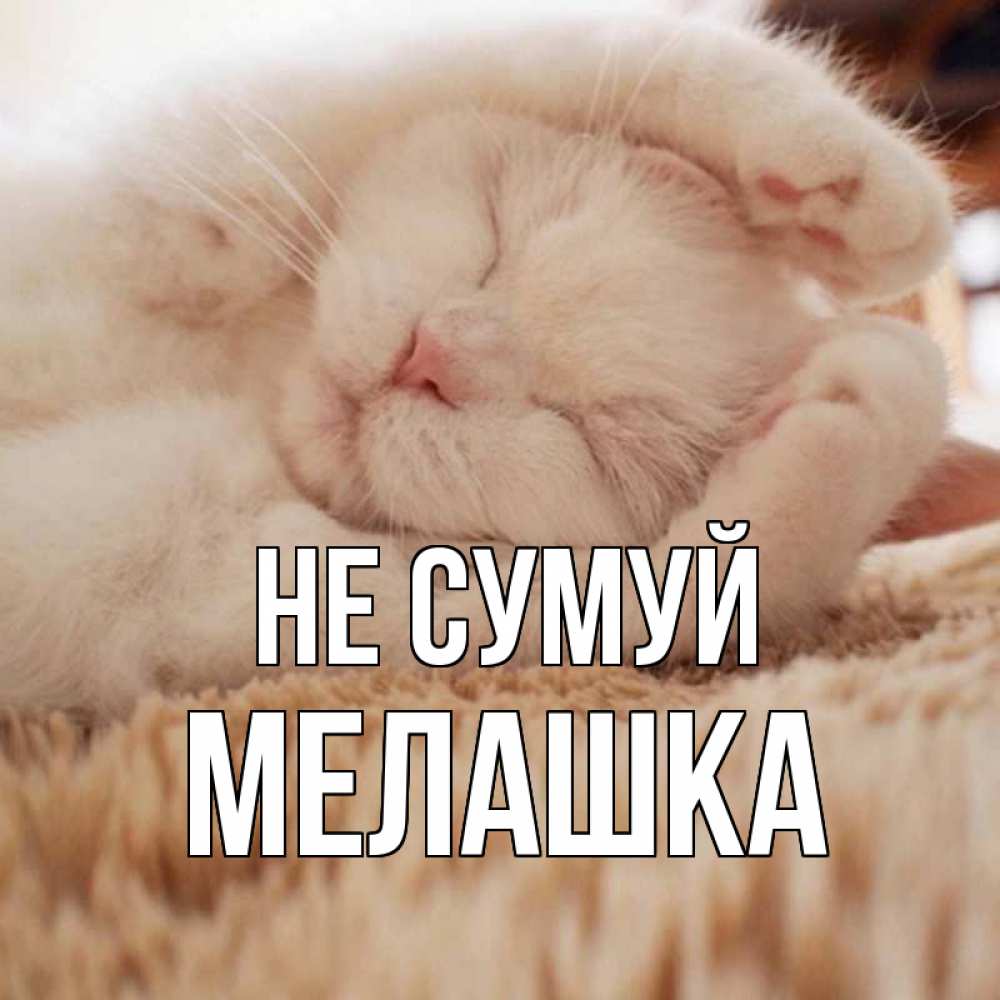 Открытка на каждый день з підписом, Мелашка Не сумуй белый кот Прикольна листівка з побажанням онлайн скачати безкоштовно 