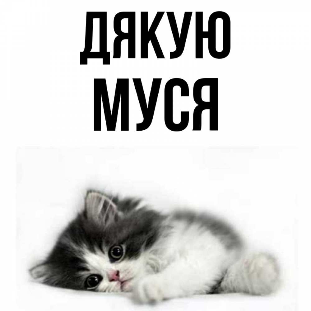 Открытка на каждый день з підписом, Муся Дякую черный и белый кот Прикольна листівка з побажанням онлайн скачати безкоштовно 