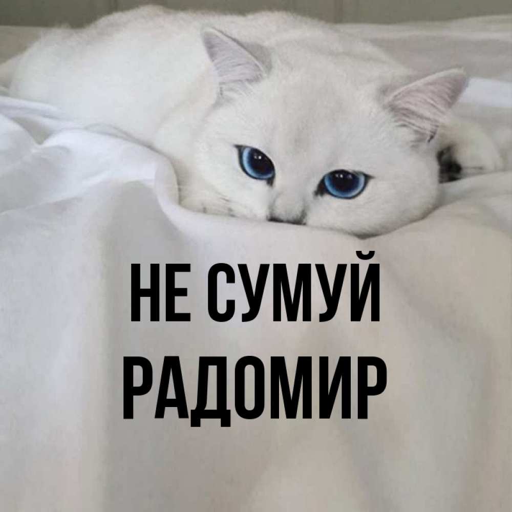Открытка на каждый день з підписом, Радомир Не сумуй Голубоглазая кошка Прикольна листівка з побажанням онлайн скачати безкоштовно 