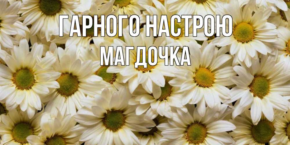 Открытка на каждый день з підписом, Магдочка Гарного настрою крупные ромашки Прикольна листівка з побажанням онлайн скачати безкоштовно 