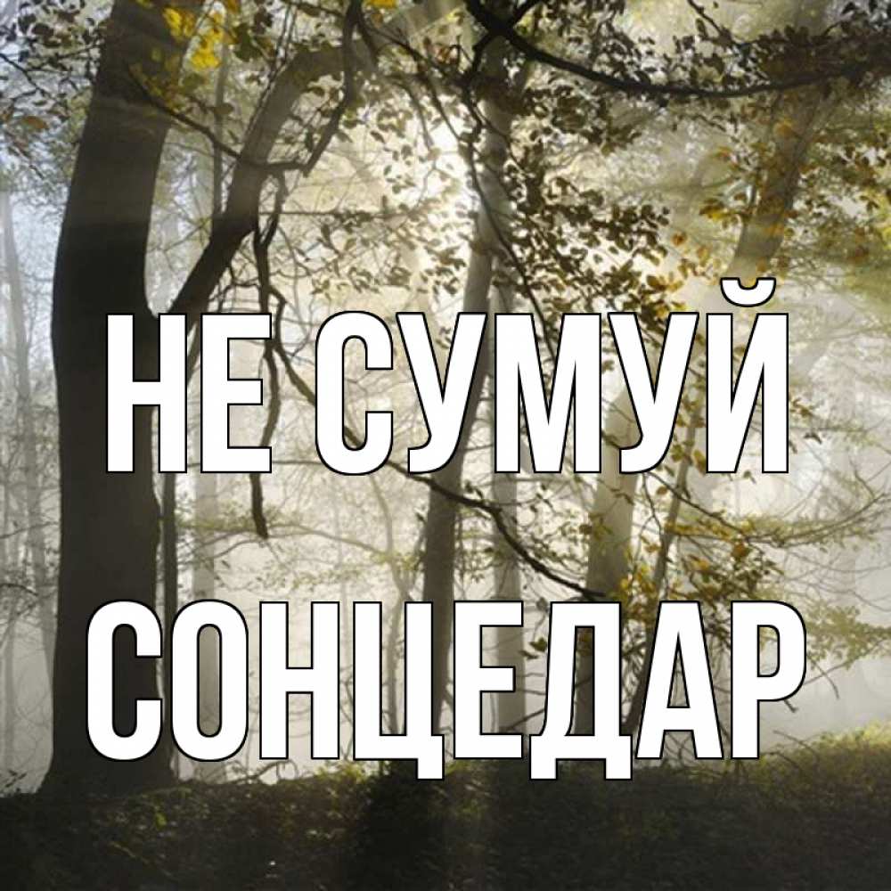 Открытка на каждый день з підписом, Сонцедар Не сумуй лес и свет Прикольна листівка з побажанням онлайн скачати безкоштовно 