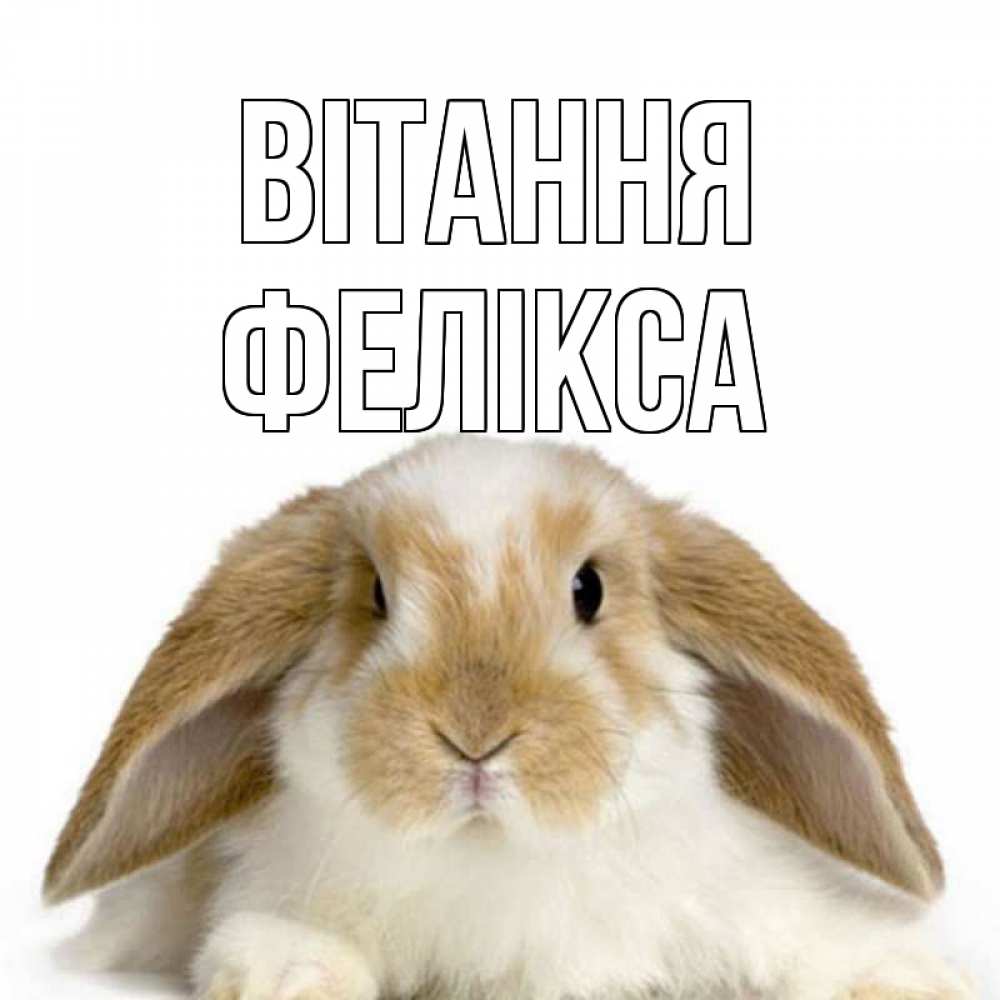 Открытка на каждый день з підписом, Фелікса Вітання с животными Прикольна листівка з побажанням онлайн скачати безкоштовно 