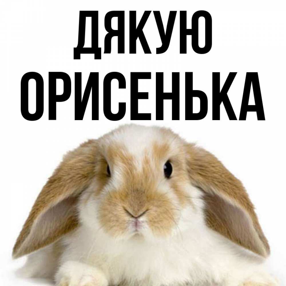 Открытка на каждый день з підписом, Орисенька Дякую коричнево белый заяц Прикольна листівка з побажанням онлайн скачати безкоштовно 