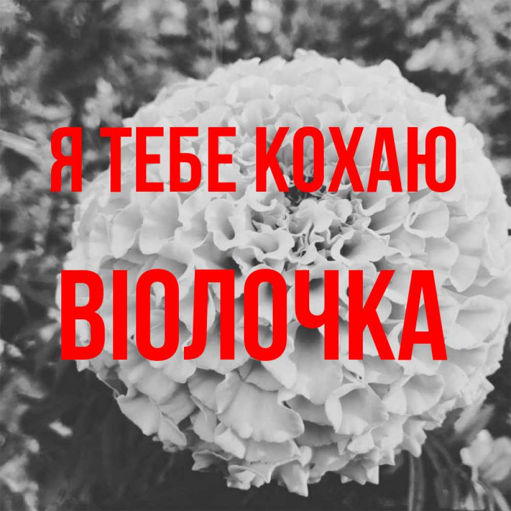 Открытка на каждый день з підписом, Віолочка Я тебе кохаю подпись Прикольна листівка з побажанням онлайн скачати безкоштовно 
