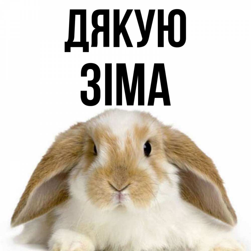 Открытка на каждый день з підписом, Зіма Дякую коричнево белый заяц Прикольна листівка з побажанням онлайн скачати безкоштовно 