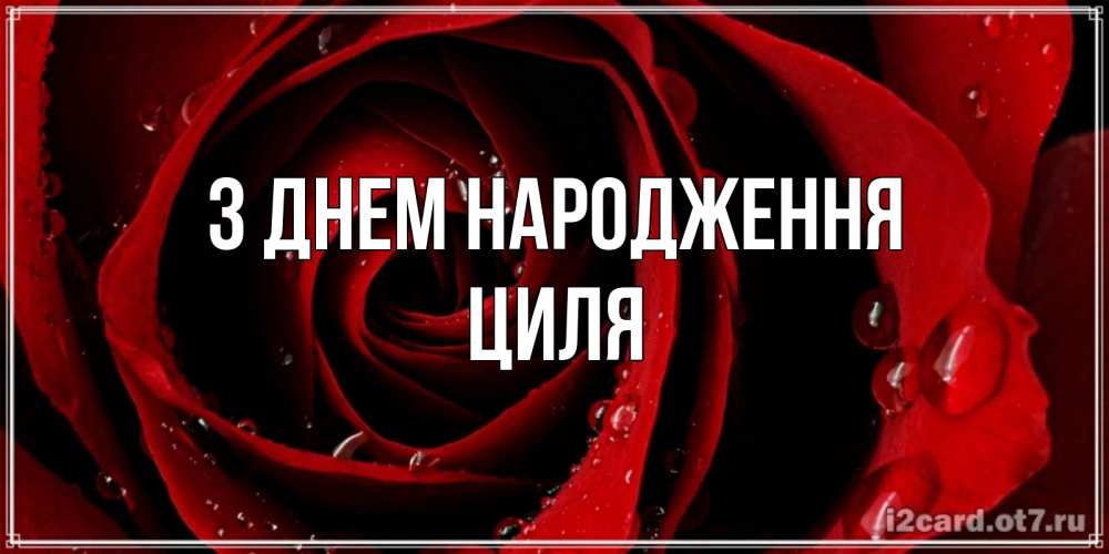 Открытка на каждый день з підписом, Циля З Днем народження крупная бордовая роза Прикольна листівка з побажанням онлайн скачати безкоштовно 