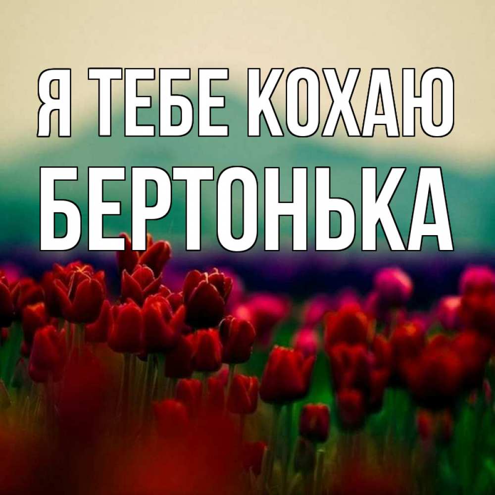 Открытка на каждый день з підписом, Бертонька Я тебе кохаю тюльпаны 4 Прикольна листівка з побажанням онлайн скачати безкоштовно 