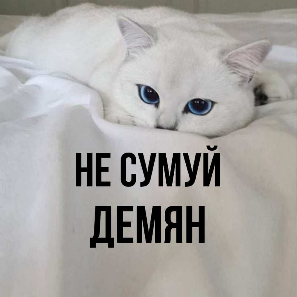 Открытка на каждый день з підписом, Демян Не сумуй Голубоглазая кошка Прикольна листівка з побажанням онлайн скачати безкоштовно 