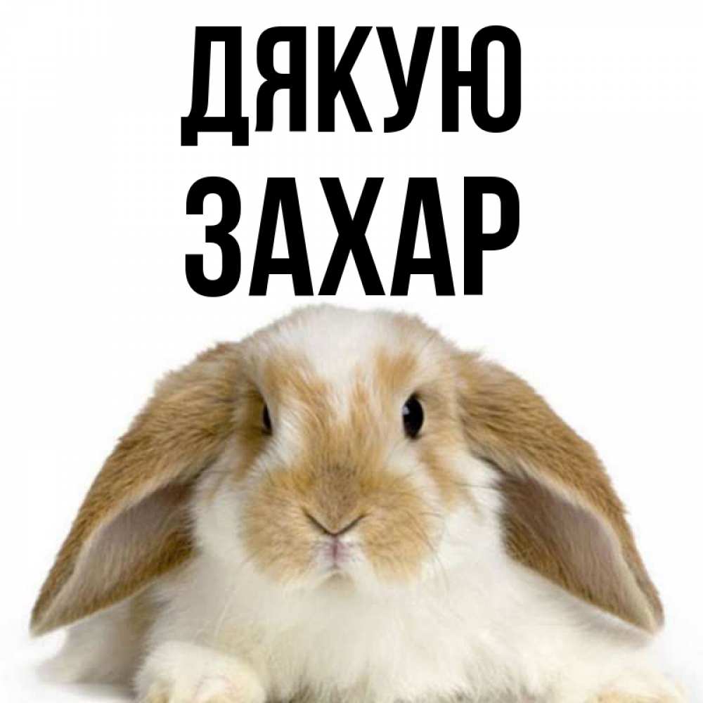 Открытка на каждый день з підписом, Захар Дякую коричнево белый заяц Прикольна листівка з побажанням онлайн скачати безкоштовно 