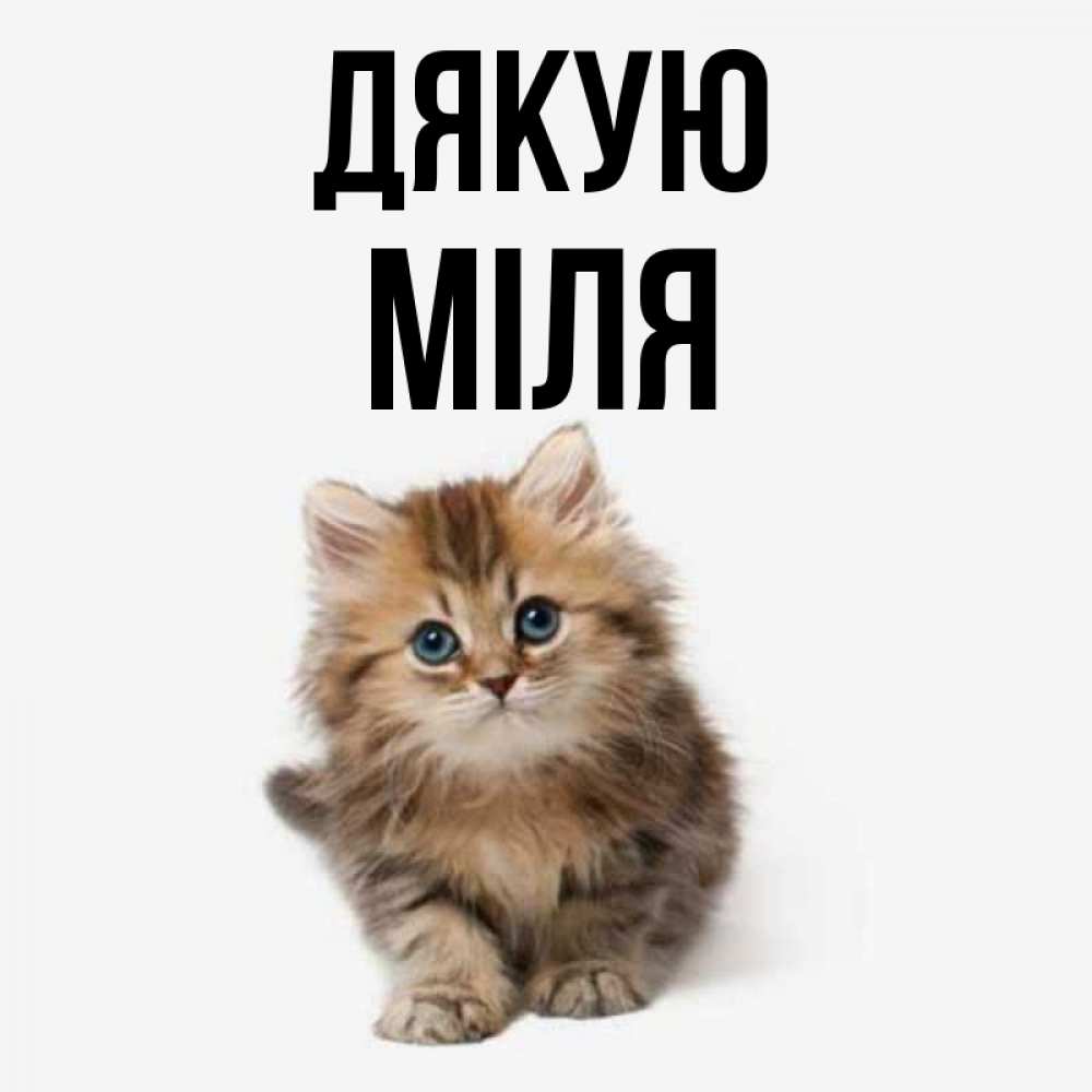 Открытка на каждый день з підписом, Міля Дякую пушистый котик Прикольна листівка з побажанням онлайн скачати безкоштовно 