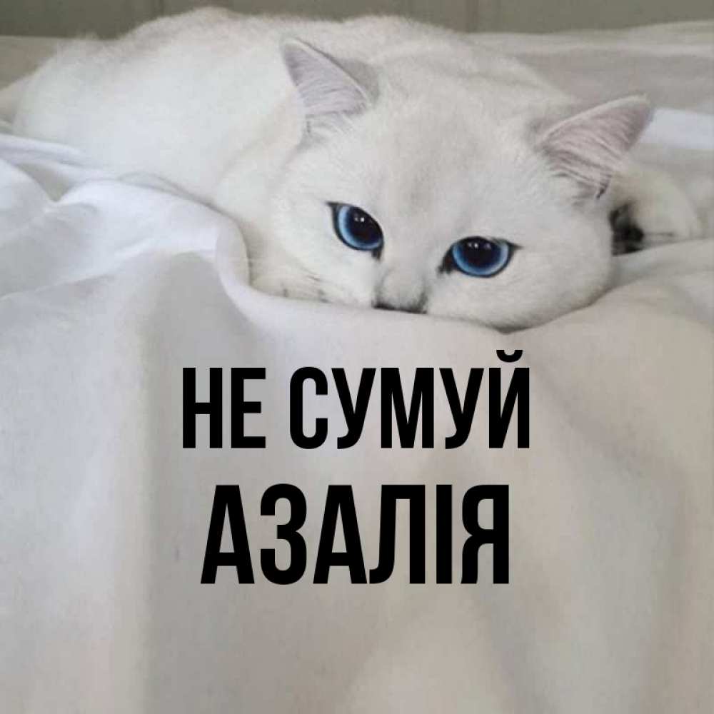 Открытка на каждый день з підписом, Азалія Не сумуй Голубоглазая кошка Прикольна листівка з побажанням онлайн скачати безкоштовно 
