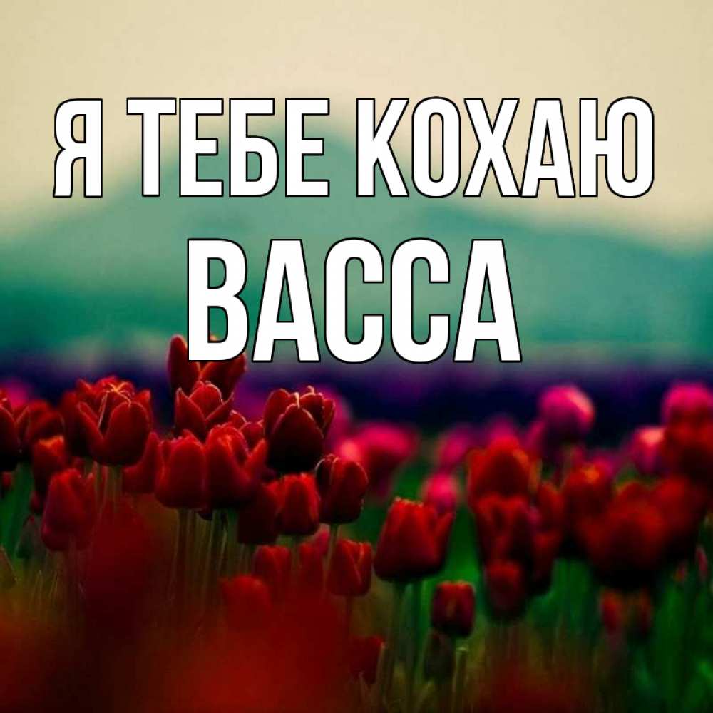 Открытка на каждый день з підписом, Васса Я тебе кохаю тюльпаны 4 Прикольна листівка з побажанням онлайн скачати безкоштовно 