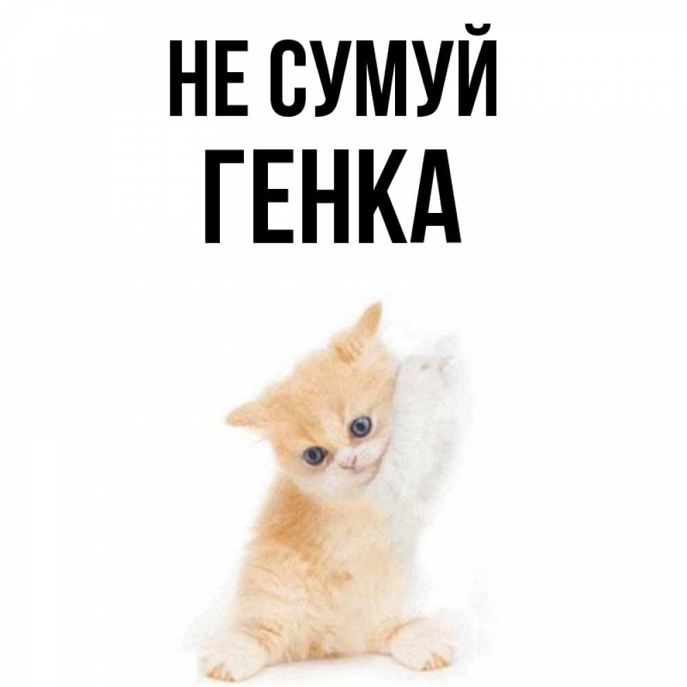 Открытка на каждый день з підписом, Генка Не сумуй просящий кот Прикольна листівка з побажанням онлайн скачати безкоштовно 