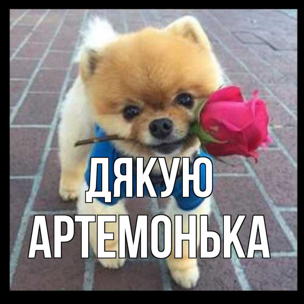 Открытка на каждый день з підписом, Артемонька Дякую спасибо и дарю тебе цветок Прикольна листівка з побажанням онлайн скачати безкоштовно 