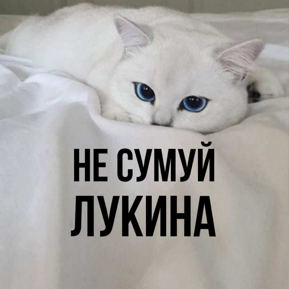 Открытка на каждый день з підписом, Лукина Не сумуй Голубоглазая кошка Прикольна листівка з побажанням онлайн скачати безкоштовно 