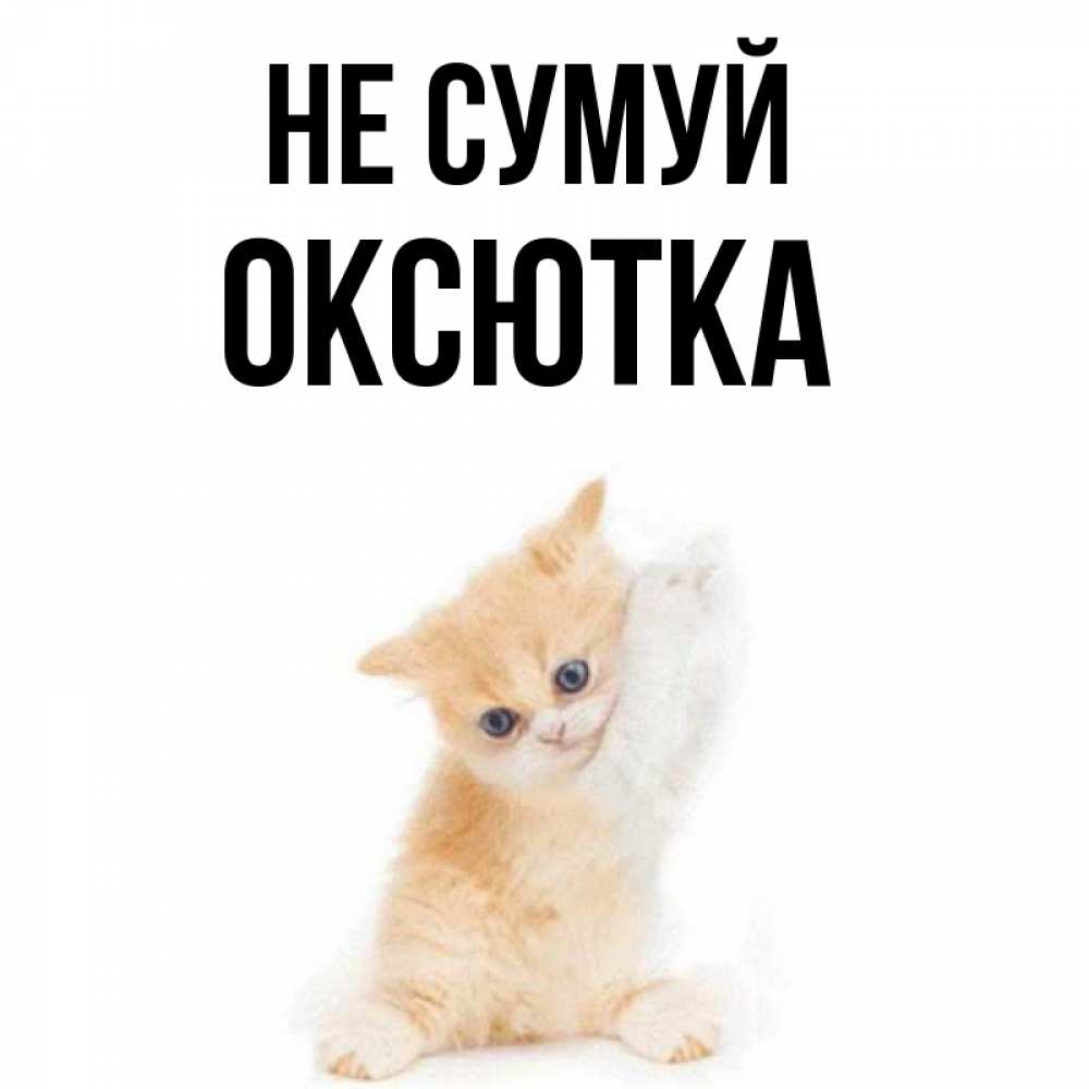 Открытка на каждый день з підписом, Оксютка Не сумуй просящий кот Прикольна листівка з побажанням онлайн скачати безкоштовно 