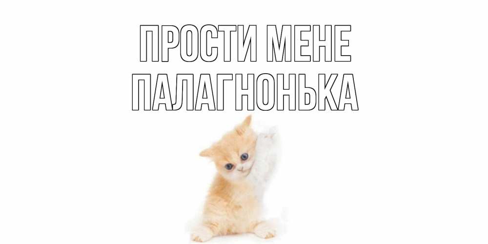 Открытка на каждый день з підписом, Палагнонька Прости мене кот Прикольна листівка з побажанням онлайн скачати безкоштовно 