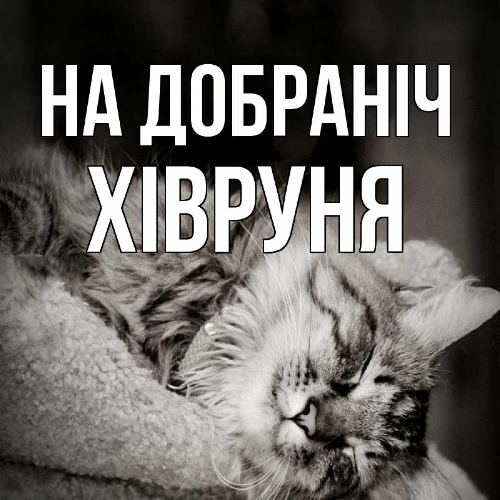 Открытка на каждый день з підписом, Хівруня На добраніч котярик пушистый Прикольна листівка з побажанням онлайн скачати безкоштовно 