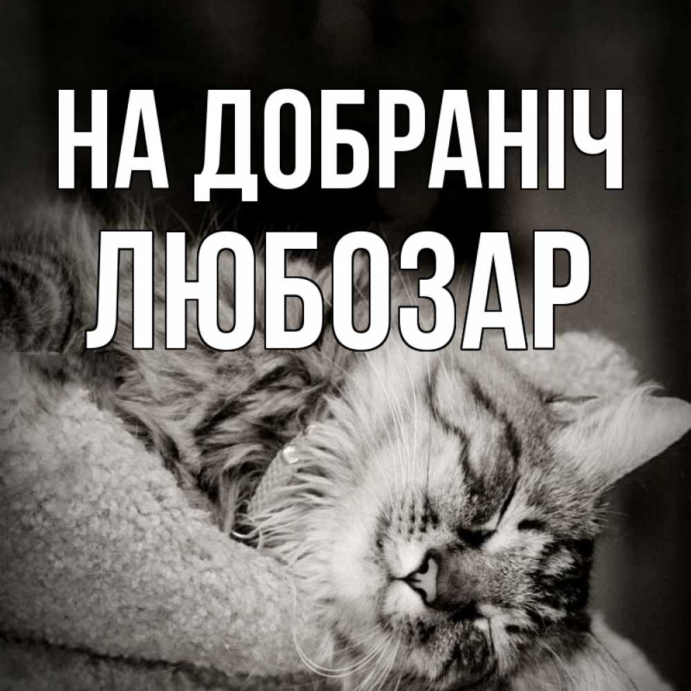 Открытка на каждый день з підписом, Любозар На добраніч котярик пушистый Прикольна листівка з побажанням онлайн скачати безкоштовно 