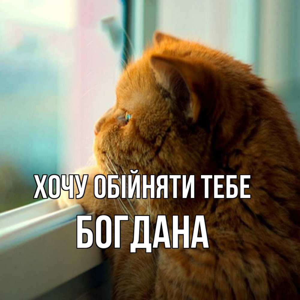 Открытка на каждый день з підписом, Богдана Хочу обійняти тебе большой огромный рыжий котяра Прикольна листівка з побажанням онлайн скачати безкоштовно 