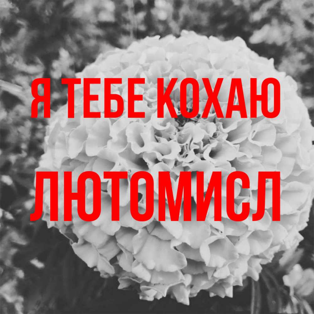 Открытка на каждый день з підписом, Лютомисл Я тебе кохаю подпись Прикольна листівка з побажанням онлайн скачати безкоштовно 