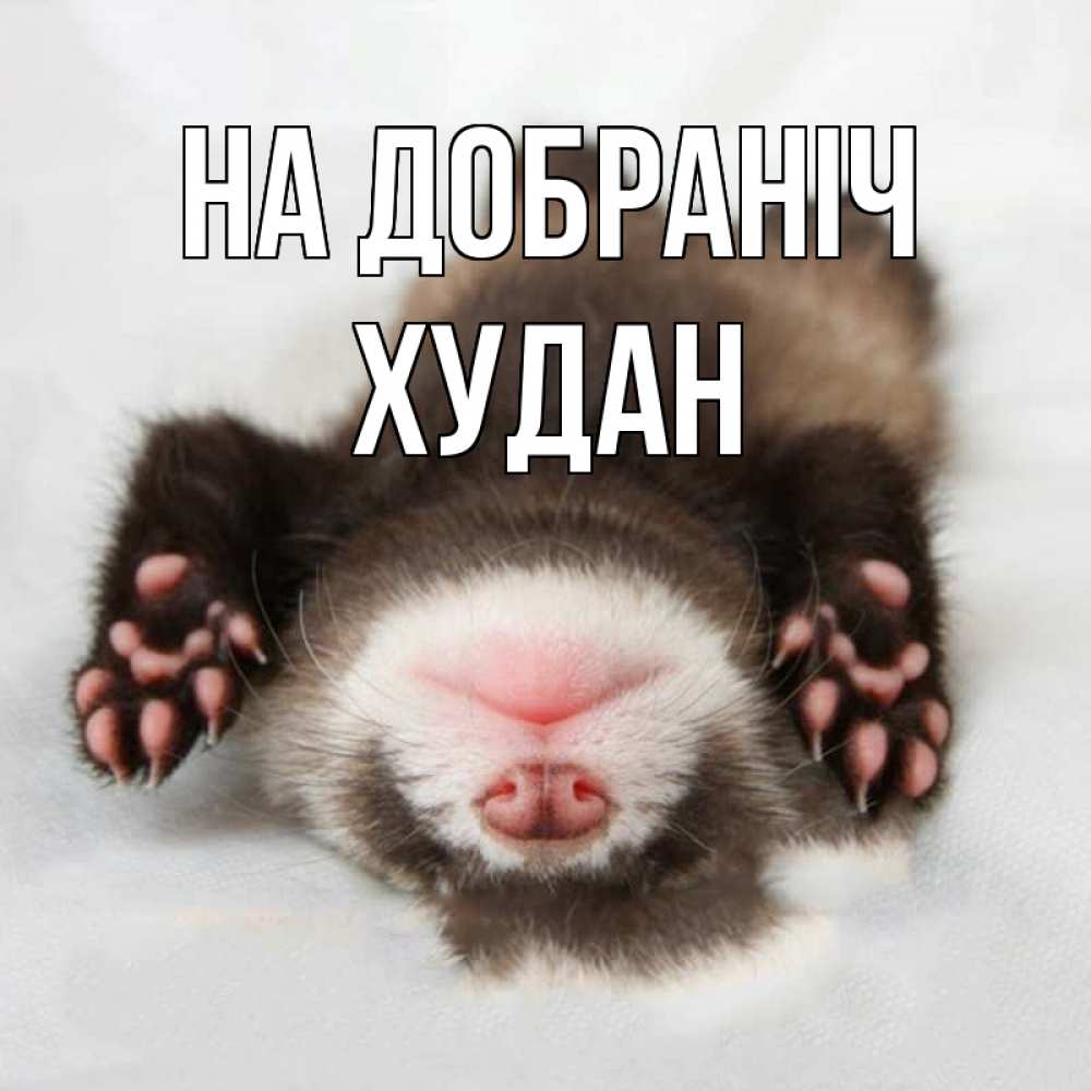 Открытка на каждый день з підписом, Худан На добраніч зверек Прикольна листівка з побажанням онлайн скачати безкоштовно 