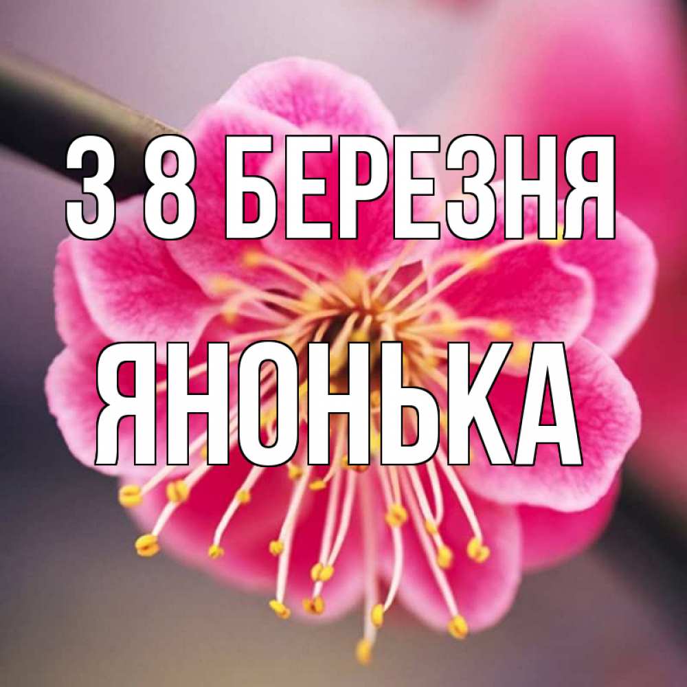 Открытка на каждый день з підписом, Янонька З 8 БЕРЕЗНЯ цветы Прикольна листівка з побажанням онлайн скачати безкоштовно 