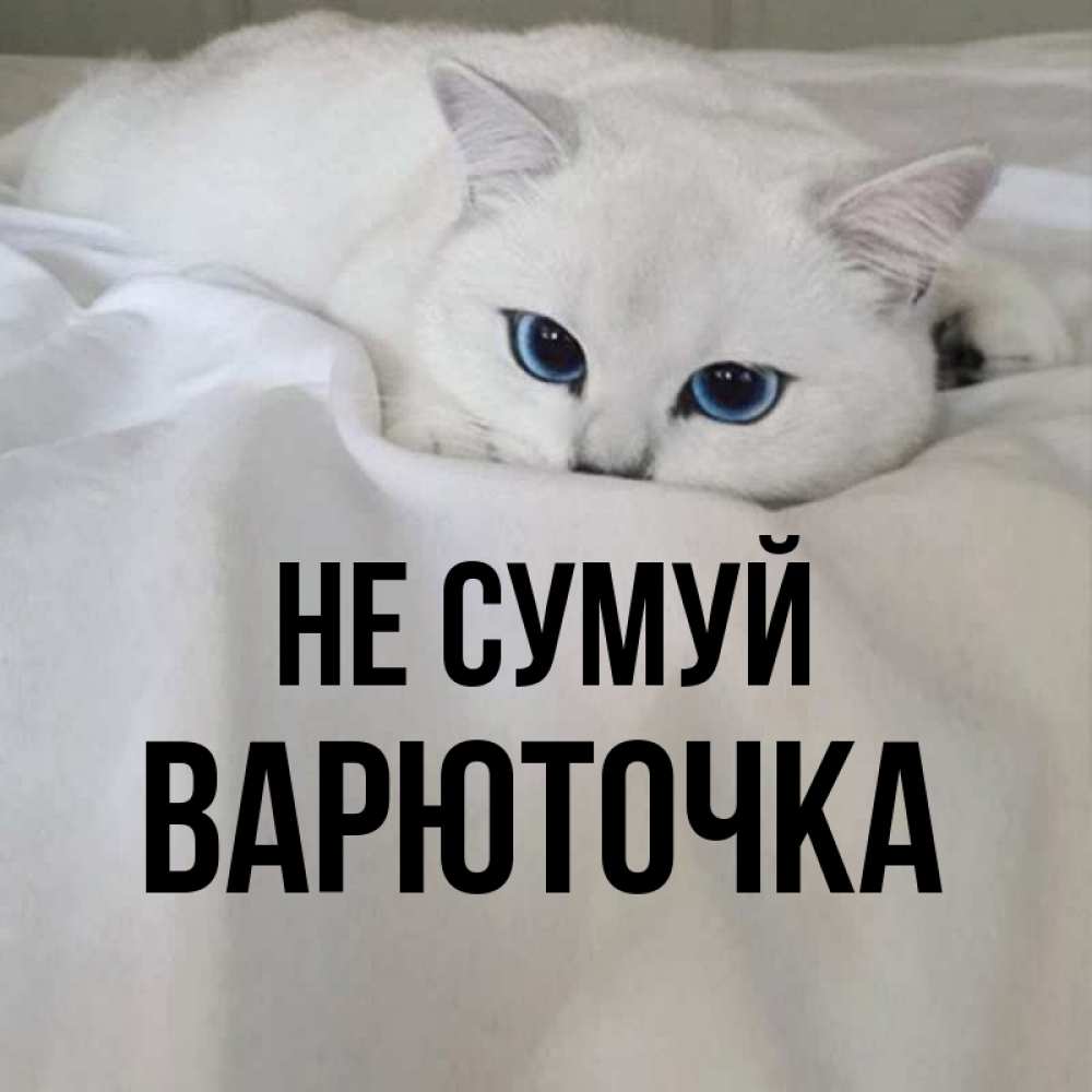 Открытка на каждый день з підписом, Варюточка Не сумуй Голубоглазая кошка Прикольна листівка з побажанням онлайн скачати безкоштовно 