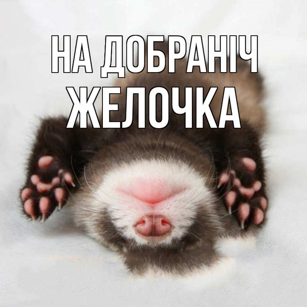 Открытка на каждый день з підписом, Желочка На добраніч зверек Прикольна листівка з побажанням онлайн скачати безкоштовно 