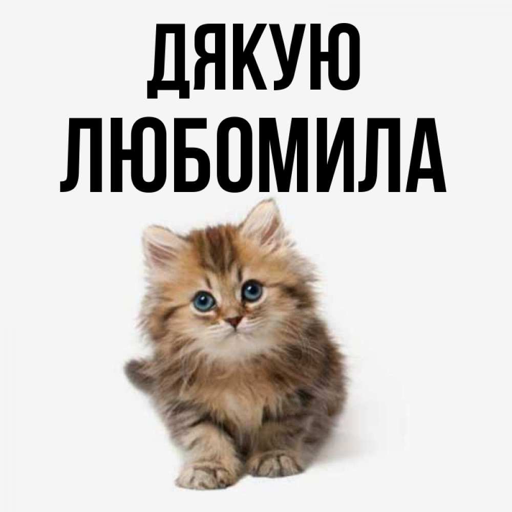 Открытка на каждый день з підписом, Любомила Дякую пушистый котик Прикольна листівка з побажанням онлайн скачати безкоштовно 