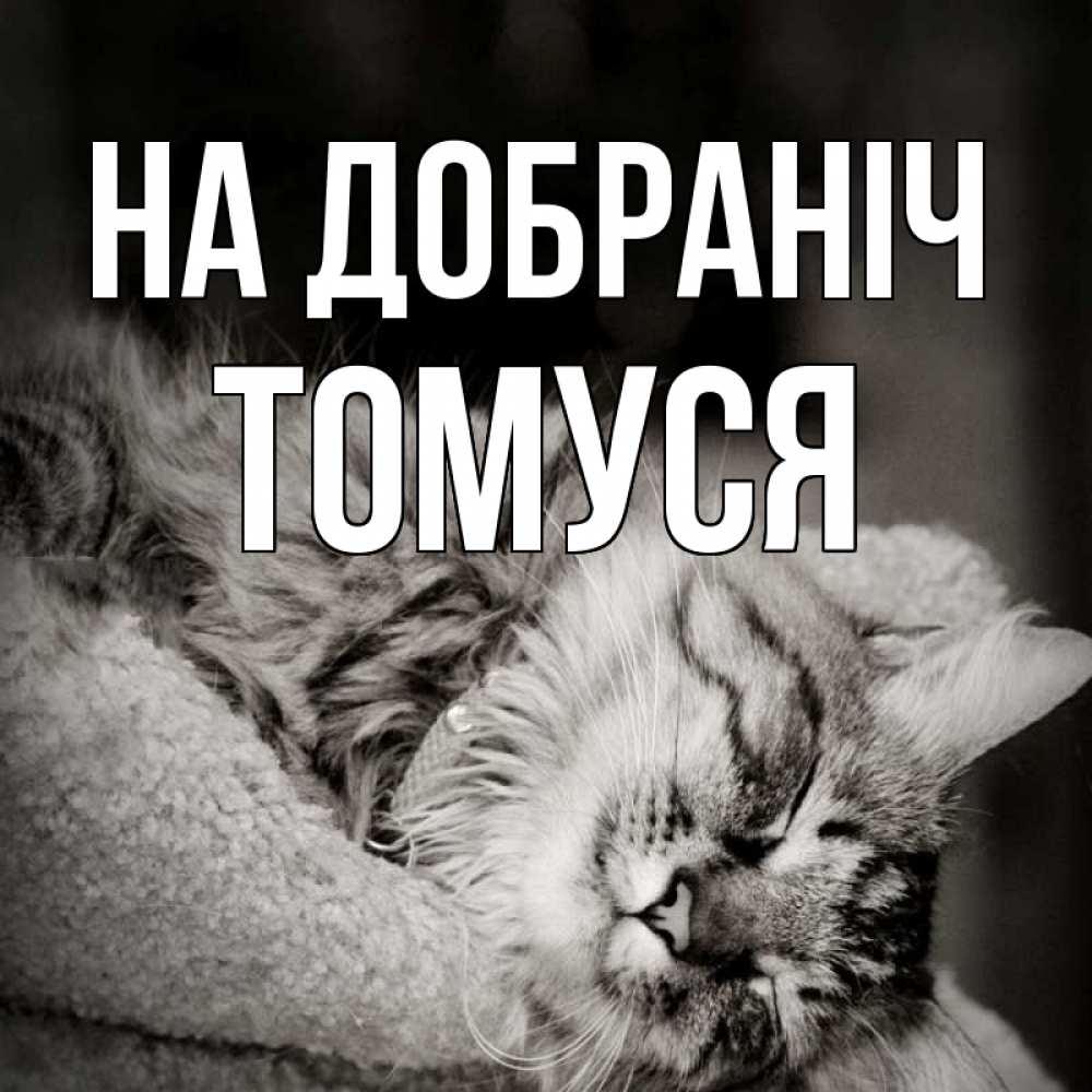 Открытка на каждый день з підписом, Томуся На добраніч котярик пушистый Прикольна листівка з побажанням онлайн скачати безкоштовно 