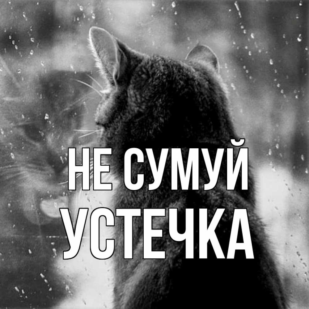 Открытка на каждый день з підписом, Устечка Не сумуй отражение кота 1 Прикольна листівка з побажанням онлайн скачати безкоштовно 