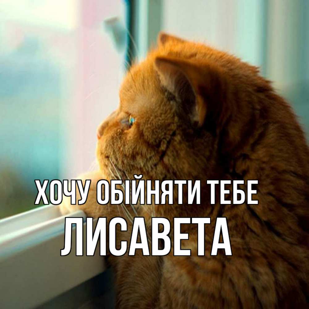Открытка на каждый день з підписом, Лисавета Хочу обійняти тебе большой огромный рыжий котяра Прикольна листівка з побажанням онлайн скачати безкоштовно 