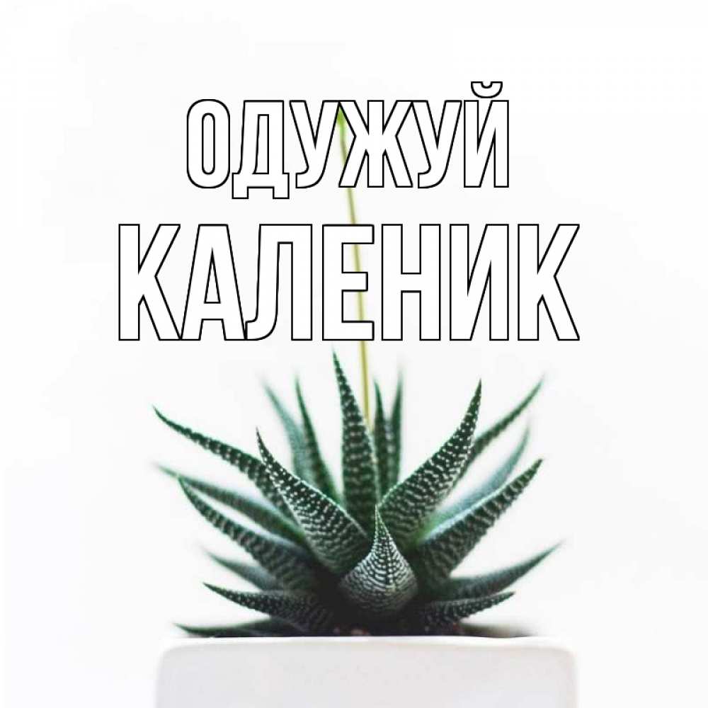 Открытка на каждый день з підписом, Каленик Одужуй короче это непонятная колючка Прикольна листівка з побажанням онлайн скачати безкоштовно 