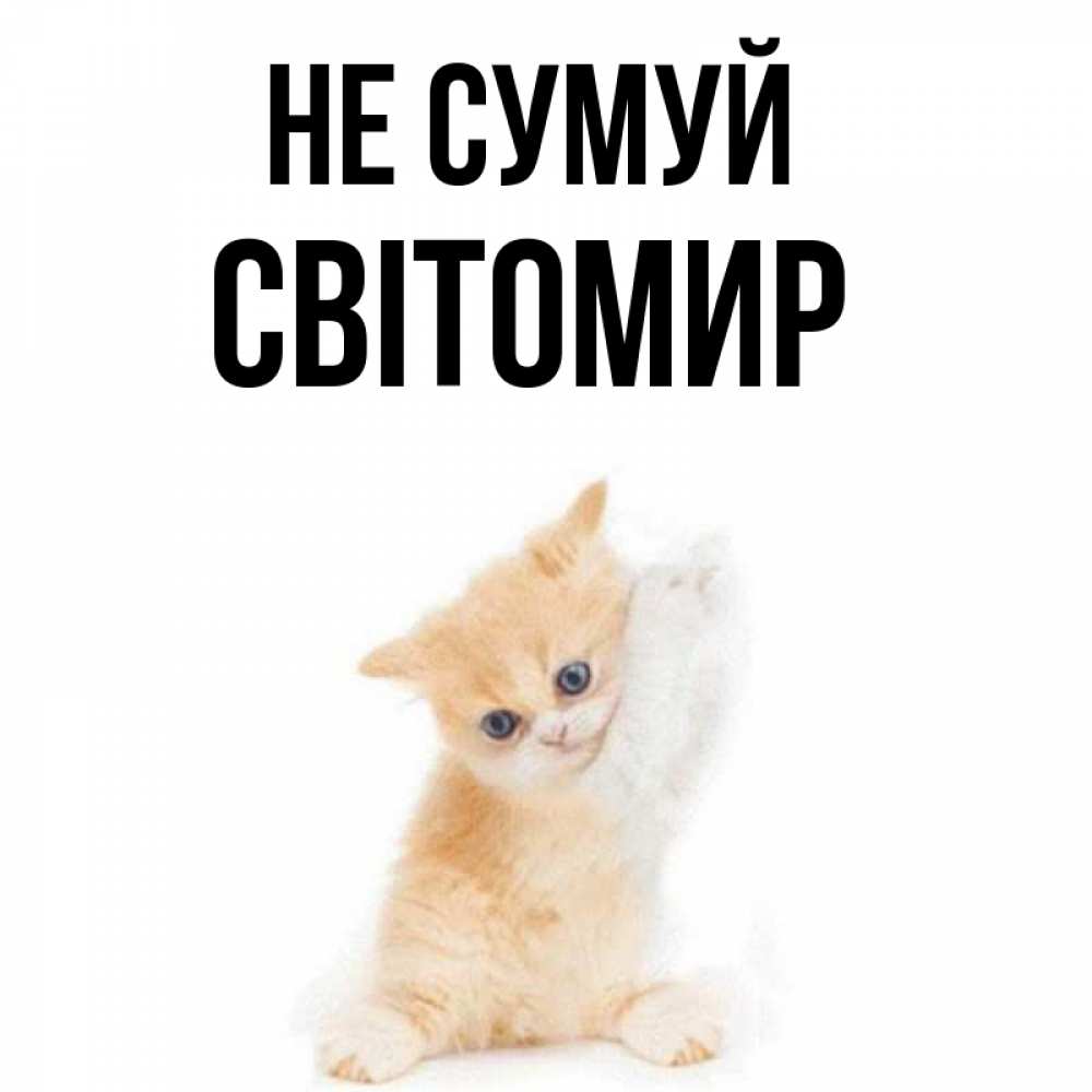 Открытка на каждый день з підписом, Світомир Не сумуй просящий кот Прикольна листівка з побажанням онлайн скачати безкоштовно 