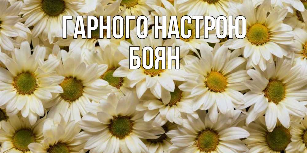 Открытка на каждый день з підписом, Боян Гарного настрою крупные ромашки Прикольна листівка з побажанням онлайн скачати безкоштовно 