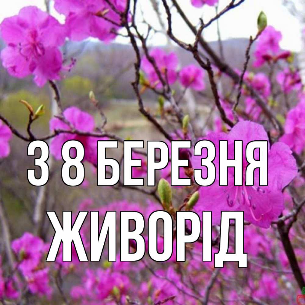 Открытка на каждый день з підписом, Живорід З 8 БЕРЕЗНЯ международный женский день Прикольна листівка з побажанням онлайн скачати безкоштовно 